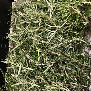 園芸　ローズマリー4品種＋α　挿し木用切り枝・ポプリ　ハーブ　5本～の画像