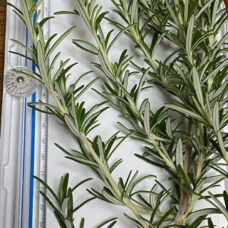 園芸　ローズマリー4品種＋α　挿し木用切り枝・ポプリ　ハーブ　5本～の画像