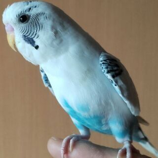 セキセイインコ里親募集