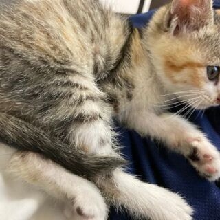 子猫（生後１ヶ月～２ヶ月）