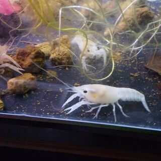 (最終値下げ)ザリガニ