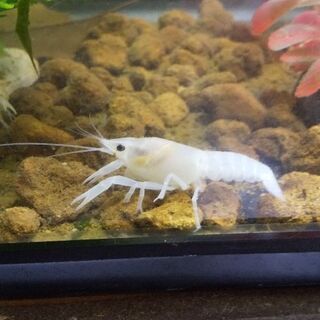 (最終値下げ)ザリガニの画像