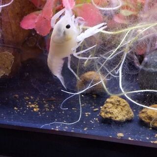 (最終値下げ)ザリガニの画像