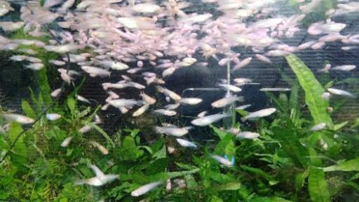 アルビノメダカ 2ペア 親 魚