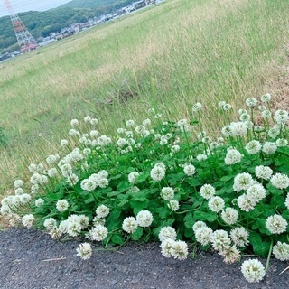 矯正している方