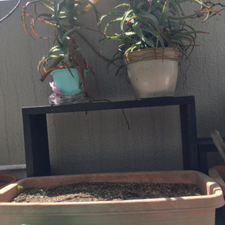 植物、土入りプランター、の画像