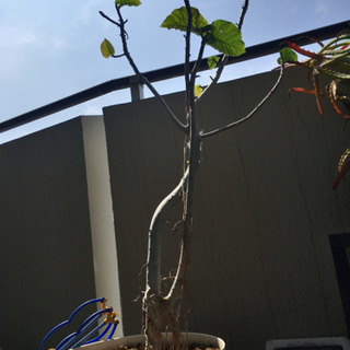 植物、土入りプランター、