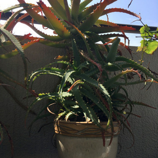 植物、土入りプランター、の画像