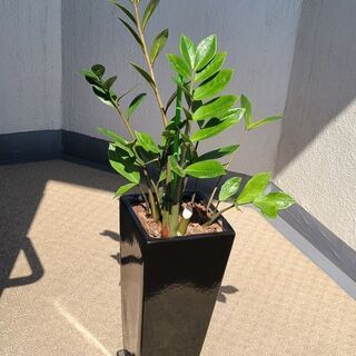 観葉植物 ザミオクルカス・ザミーフォリア 陶器鉢付き