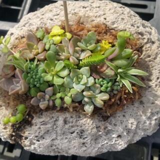 多肉植物寄せ植え(手作り軽石鉢)