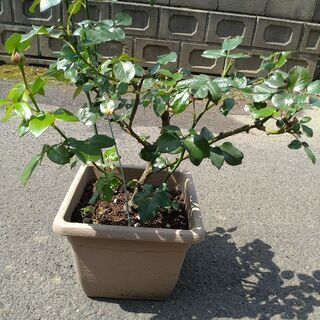 ピンクの薔薇の木