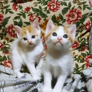 兄妹猫2匹の里親募集