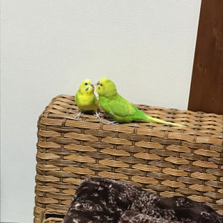 セキセイインコ　ペア　