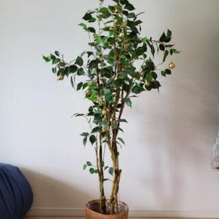 人工観葉植物　ニトリ