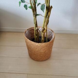 人工観葉植物　ニトリの画像