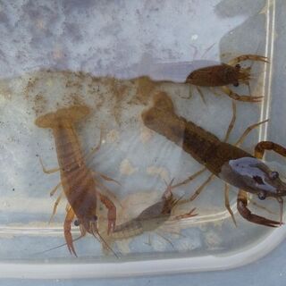 (最終値下げ)ピンクザリガニ×ゴーストの子