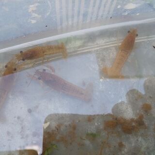 (最終値下げ)ピンクザリガニ×ゴーストの子の画像