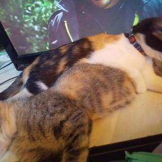 飼っている猫が居なくなりました。産まれた時から飼っている猫です助...