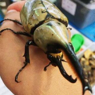 飼っていて亡くなってしまったカブトムシ、クワガタを譲っていただき...