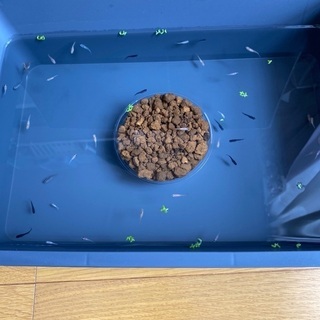【お値下げしました!!】ミックスメダカの針子を卒業した1~1.5...