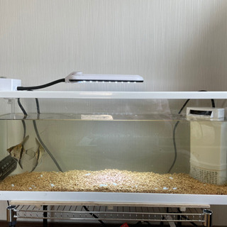 エンゼルフィッシュ水槽セット
