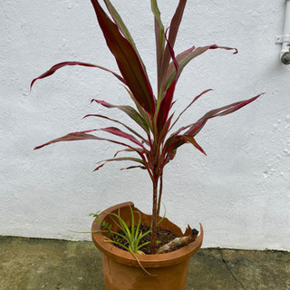 観葉植物の画像