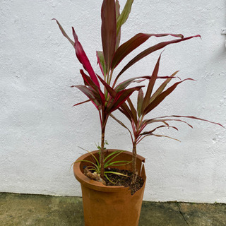 観葉植物の画像