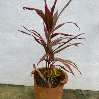 観葉植物の画像