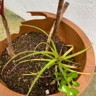 観葉植物の画像