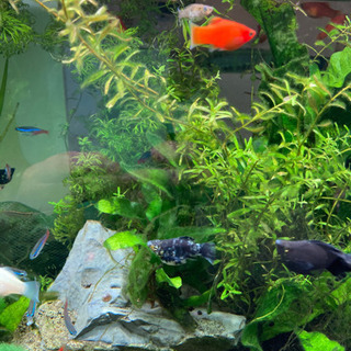 熱帯魚1  値下げ　決まりましたの画像