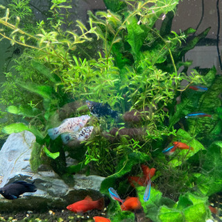 熱帯魚1  値下げ　決まりました