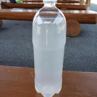 大盛一丁‼️ゾウリムシの種水に❇️たっぷり1.5㍑メダカ、金魚の稚魚に👌めだかの画像