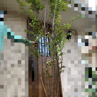 【交渉中】樹高約3mのヒメシャラ？　庭木　植栽