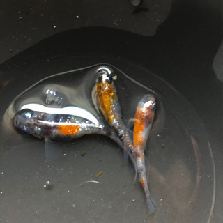 三色ラメメダカ　卵15＋a