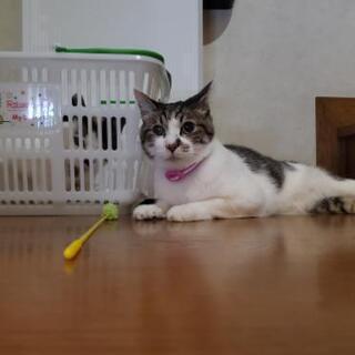 猫が一昨日の昼間に無事に帰ってきました