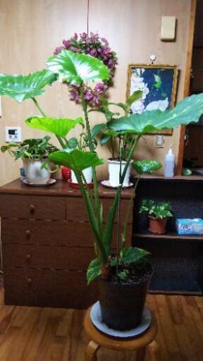 寄せ植え26