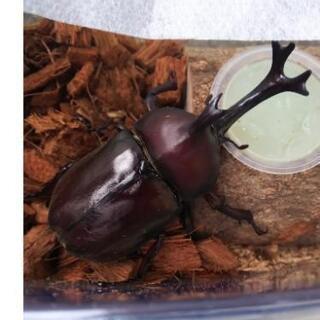 国産カブトムシ♂オス虫カゴセット