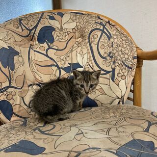仔猫3匹（生後30日）の里親様を募集しております。キジトラのメス3匹。