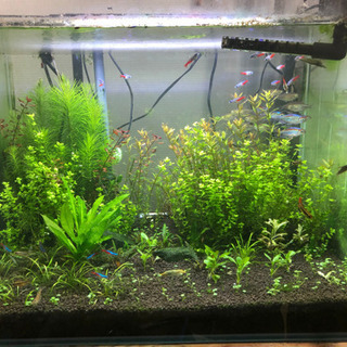 水草　ポゴステモンエレクタス５本　200円