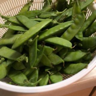 絹さや　今日朝収穫　90g