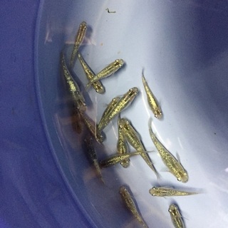 🐸キラキラ カラフルラメ メダカ🌟 >* ))))>< 