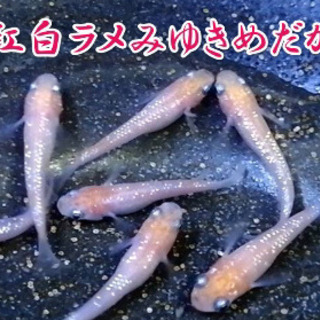 紅白ラメみゆきめだか種親
