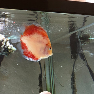 値引きレッドゴーストディスカス成長遅れ(熱帯魚水槽)
