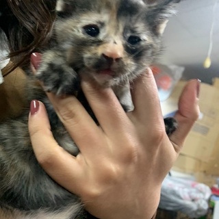 【里親募集】子猫（5月4日生まれ）飼い主様募集です。