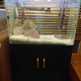 60cm水槽セット　生体込み