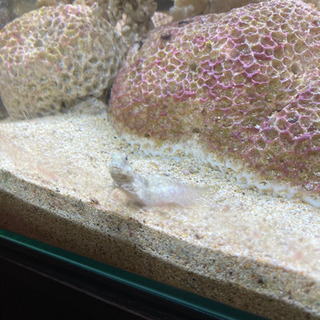 60cm水槽セット　生体込みの画像