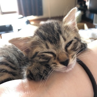 【譲渡条件減らしました】保護子猫  キジトラ♀ − 佐賀県
