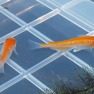 無人メダカ販売☆極赤錦☆三色体外光☆尼崎市南塚口町1丁目にオープ...