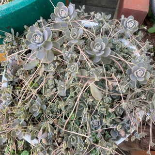 多肉植物　子持ち蓮華