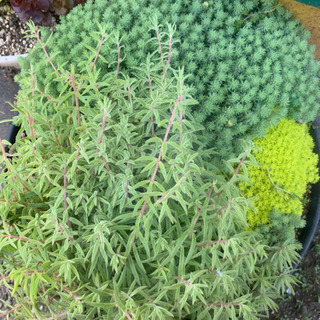 多肉植物　セダム